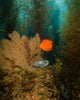 Orange Garibaldi and Green Wall Decal