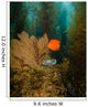 Orange Garibaldi and Green Wall Decal