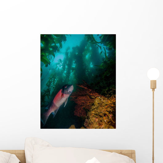 Sheephead Semicossyphus Pulcher Wall Decal