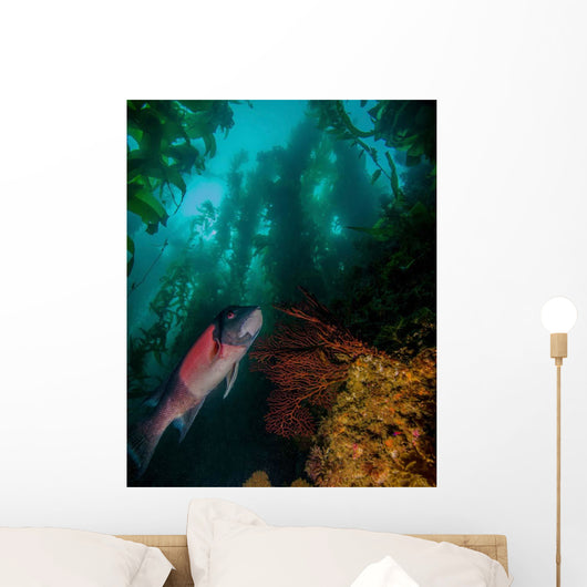 Sheephead Semicossyphus Pulcher Wall Decal