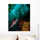 Sheephead Semicossyphus Pulcher Wall Decal