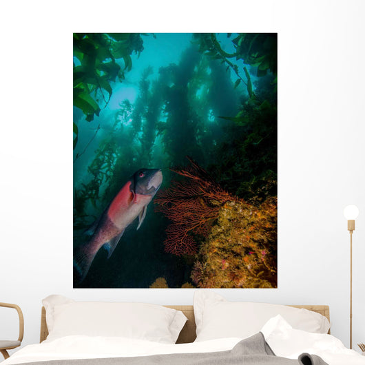 Sheephead Semicossyphus Pulcher Wall Decal