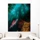 Sheephead Semicossyphus Pulcher Wall Decal