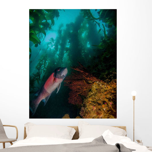 Sheephead Semicossyphus Pulcher Wall Decal