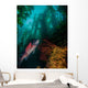 Sheephead Semicossyphus Pulcher Wall Decal
