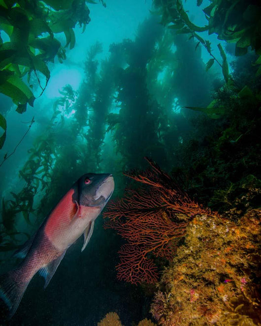 Sheephead Semicossyphus Pulcher Wall Decal