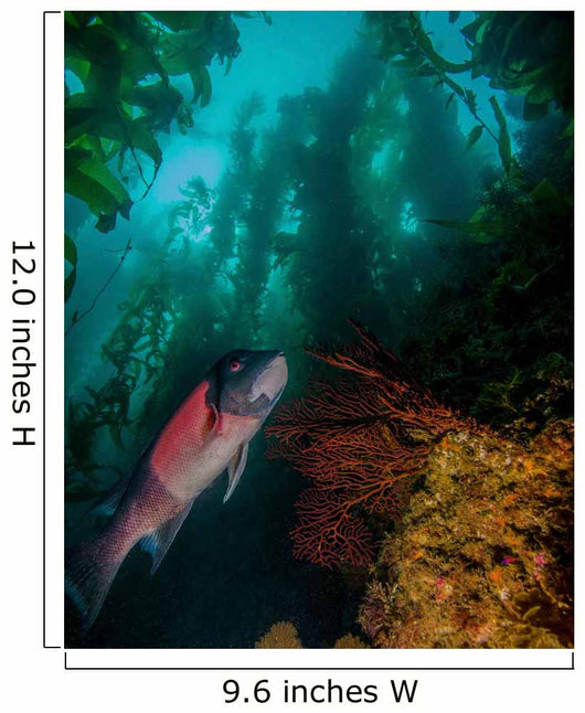 Sheephead Semicossyphus Pulcher Wall Decal