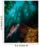 Sheephead Semicossyphus Pulcher Wall Decal