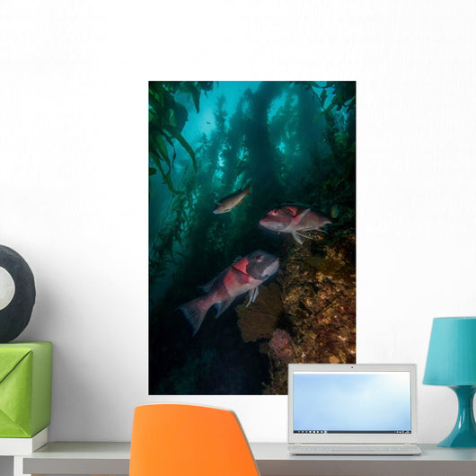 Two Sheephead Kelp Forest Wall Decal