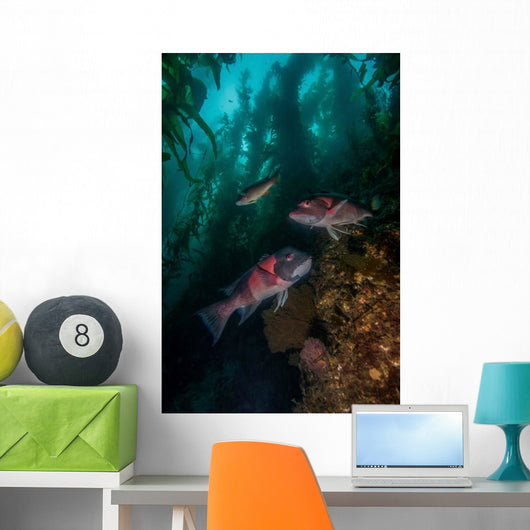 Two Sheephead Kelp Forest Wall Decal