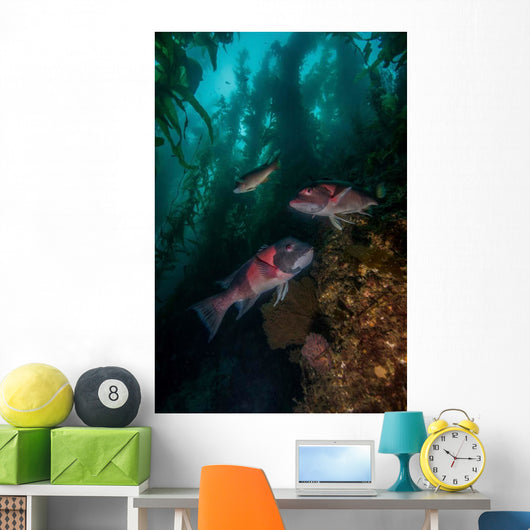 Two Sheephead Kelp Forest Wall Decal