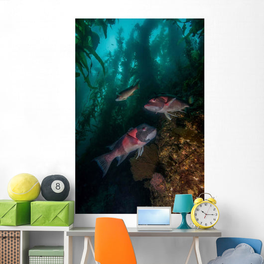 Two Sheephead Kelp Forest Wall Decal