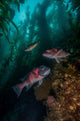 Two Sheephead Kelp Forest Wall Decal