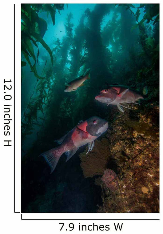 Two Sheephead Kelp Forest Wall Decal