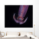 Squid Deepwater Night Dive Wall Decal Design 2