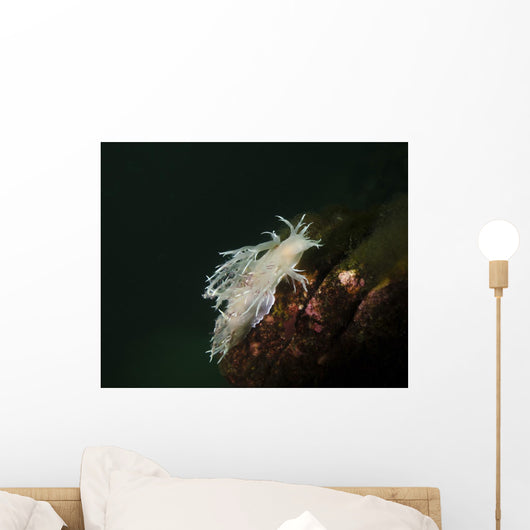 Dall's Dentronotid Nudibranch Quadra Wall Decal