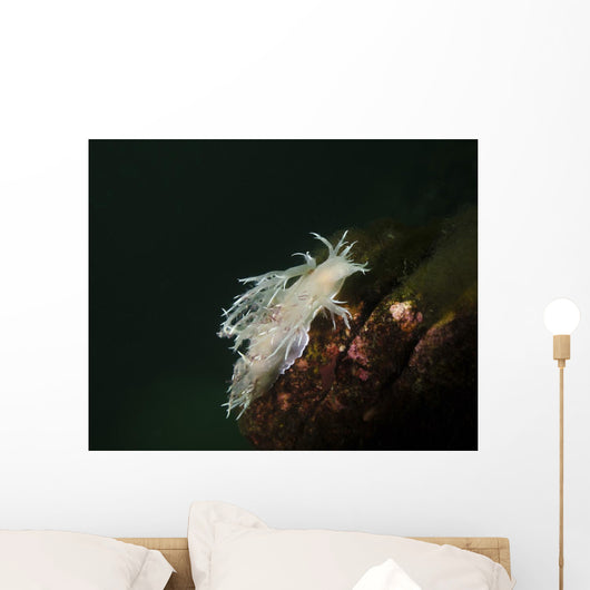 Dall's Dentronotid Nudibranch Quadra Wall Decal