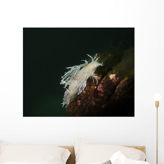 Dall's Dentronotid Nudibranch Quadra Wall Decal