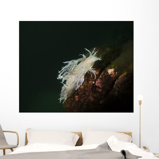 Dall's Dentronotid Nudibranch Quadra Wall Decal
