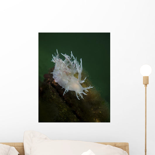 Dall's Dentronotid Nudibranch Quadra Close-up Wall Decal