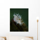 Dall's Dentronotid Nudibranch Quadra Close-up Wall Decal
