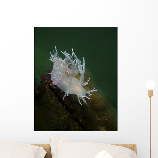 Dall's Dentronotid Nudibranch Quadra Close-up Wall Decal