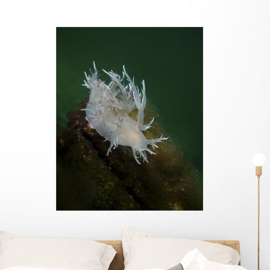 Dall's Dentronotid Nudibranch Quadra Close-up Wall Decal