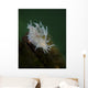 Dall's Dentronotid Nudibranch Quadra Close-up Wall Decal