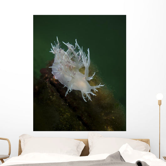 Dall's Dentronotid Nudibranch Quadra Close-up Wall Decal