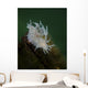 Dall's Dentronotid Nudibranch Quadra Close-up Wall Decal
