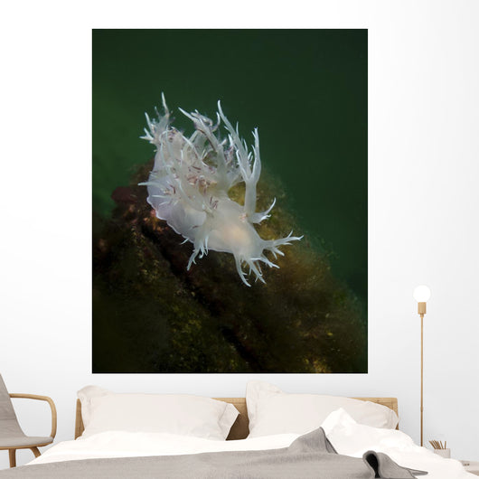 Dall's Dentronotid Nudibranch Quadra Close-up Wall Decal