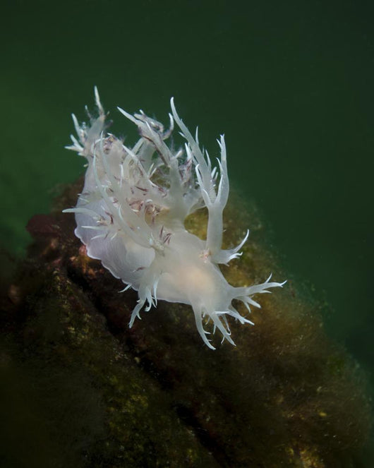 Dall's Dentronotid Nudibranch Quadra Close-up Wall Decal