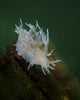 Dall's Dentronotid Nudibranch Quadra Close-up Wall Decal