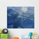 Great White Shark Guadalupe Feeding Wall Decal