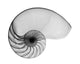 Nautilus Shell Lite X-Ray Wall Decal