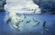 Polar Bears Seals Wall Decal