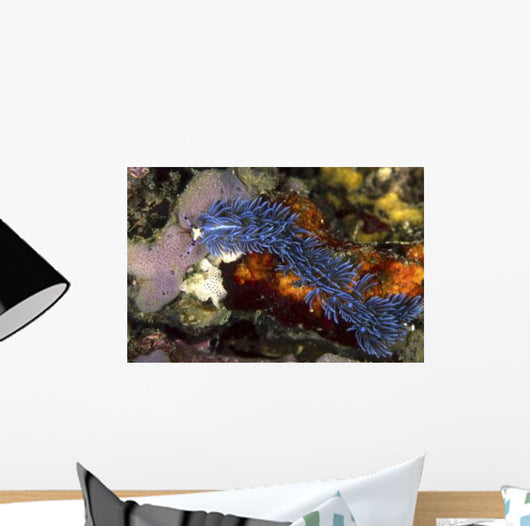 Aeolid Nudibranch Batangas Philippines Wall Decal