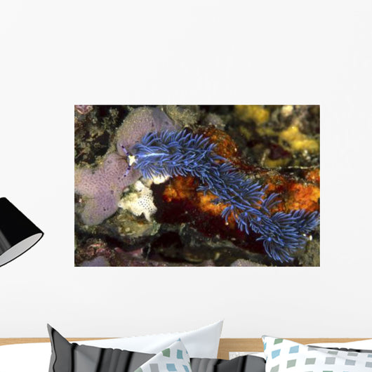 Aeolid Nudibranch Batangas Philippines Wall Decal