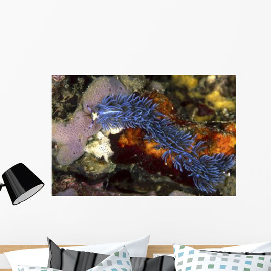 Aeolid Nudibranch Batangas Philippines Wall Decal