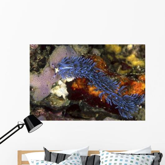 Aeolid Nudibranch Batangas Philippines Wall Decal