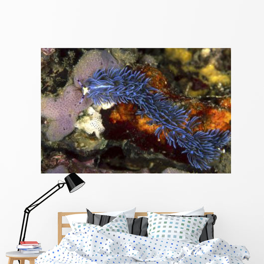 Aeolid Nudibranch Batangas Philippines Wall Decal
