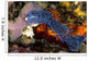 Aeolid Nudibranch Batangas Philippines Wall Decal