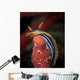 Chromodoris Quadricolor Red Sea Wall Decal