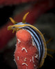 Chromodoris Quadricolor Red Sea Wall Decal