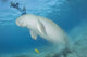 Dugong Red Sea Egypt Wall Decal