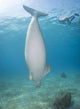 Dugong Red Sea Egypt Vertical Wall Decal