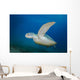 Green Sea Turtle Close-up Wall Decal
