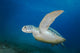 Green Sea Turtle Close-up Wall Decal