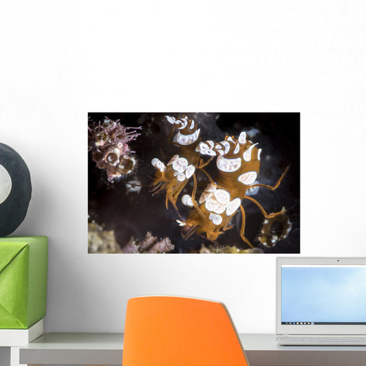 Squat Shrimp Also Called Wall Decal