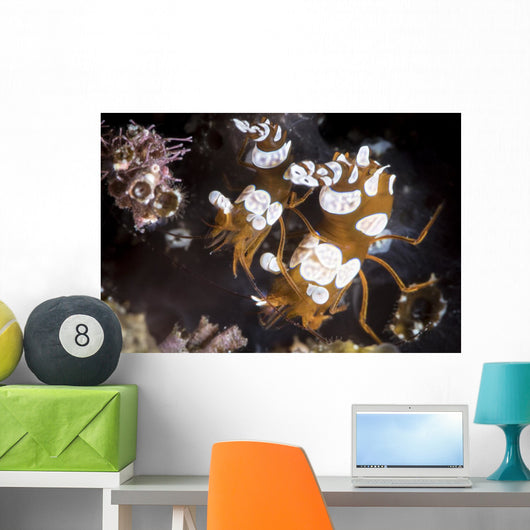 Squat Shrimp Also Called Wall Decal
